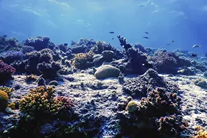 Underwater view of the coral reef