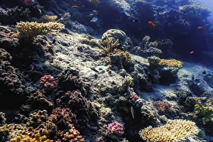 Underwater view of the coral reef