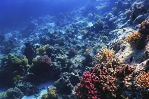 Underwater view of the coral reef