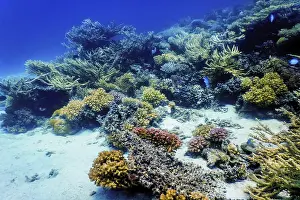 Underwater view of the coral reef