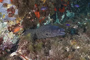 Underwater view of a Mediterranean moray eel (Muraena helena)
