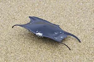 Undulate Ray (Raja undulata), Mermaid's Purse eggcase