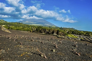 Category Mountain Landscapes Prints: UNESCO-designated historical vineyards below Ponta do Pico