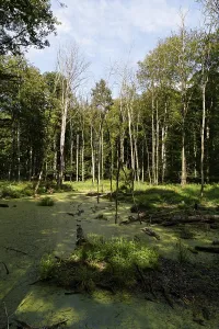 UNESCO World Heritage Site Grumsin Beech Forest
