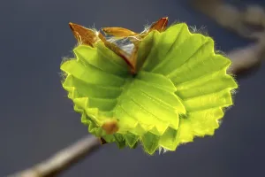 Unfolding beech leaves (Fagus)