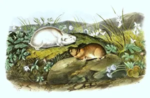 Ungava collared lemming (Dicrostonyx hudsonius)
