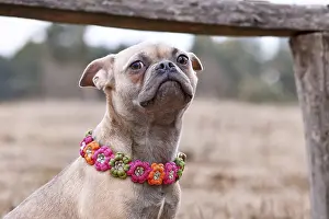 Unhappy looking French Bulldog dog x pug mix with paracord flower collar