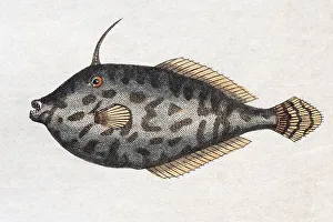 Unicorn Leatherjacket (Balistes monoceros)
