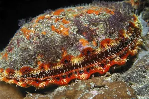 Unidentified scallop (Pectinidae)