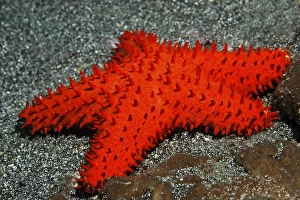 Unidentified starfish (Euretaster sp)