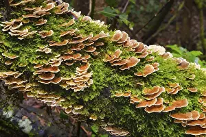 Unji mushroom (Trametes versicolor) on a mossy tree trunk in the cloud forest