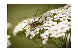 Unknown spider