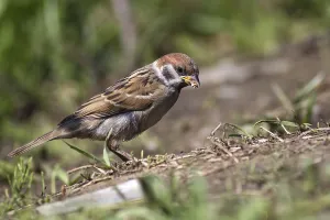 Unlike well expressed sexual dimorphism at a house sparrow males