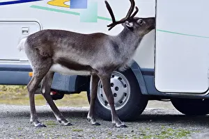 Unreasonable love of animals. Begging reindeer in autumn in Sweden