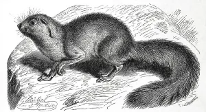 Unstriped ground squirrel (Xerus rutilus)