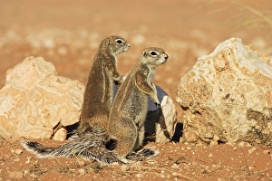 Unstriped Ground Squirrel (Xerus rutilus)