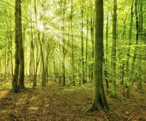 Untouched beech forest flooded with light