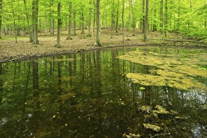 Framed Print : Untouched forest with pond in spring Framed Print : Untouched forest with pond in spring