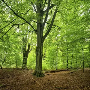 Untouched near-natural mixed deciduous forest with old beech and oak trees