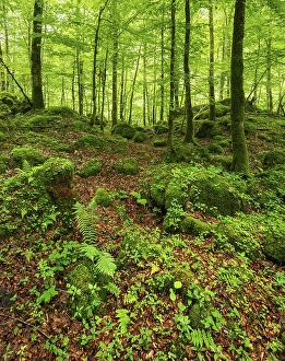 Untouched wild forest in Berchtesgaden National Park