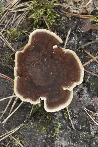 Unusual beautiful brown mushroom with a light border in a pine forest in Belarus