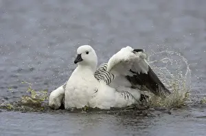 Upland Goose (Chloephaga picta)