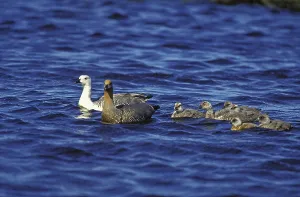 Upland goose (chloephaga picta) or Upland Goose