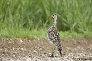 Upland sandpiper (Bartramia longicauda)