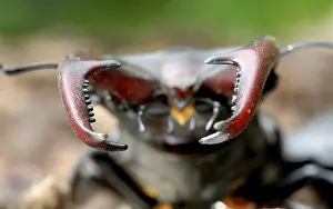 Upper jaw pincers of the stag beetle