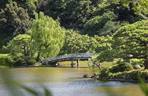 Upper Pond's wooden bridge and the pine