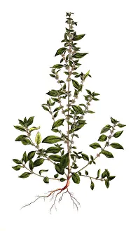 Upright glasswort, Parietaria officinali