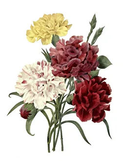 Upright student flower, Tagetes erecta