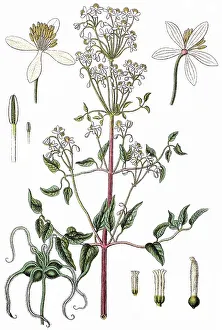 Upright virgin´s bower (Anemone recta)