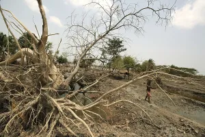 Category Historic EN Prints: Uprooted tree in ayla cyclone, Sunderban