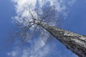Upward view into leafless birch tree in cloudy spring sky