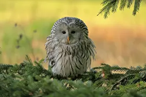Ural Owl (Strix uralensis), adult