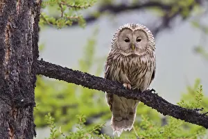 Ural owl (Strix uralensis), adult bird in taiga sitting on a branch in boreal larch forest