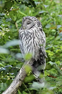 Ural owl (Strix uralensis), captive