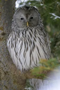 Ural Owl (Strix uralensis), Captive