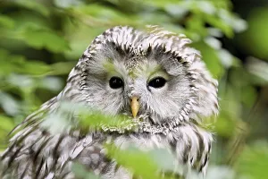 Ural owl (Strix uralensis), captive, Switzerland