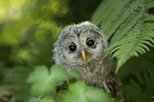 Ural Owl (Strix uralensis) fledgling
