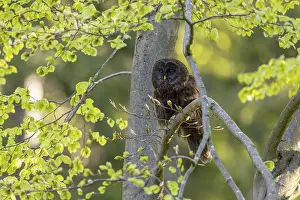 Ural owl (Strix uralensis), melanistic