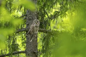 Ural owl (Strix uralensis), owl