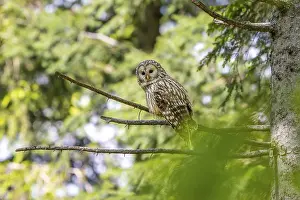 Ural owl (Strix uralensis), owl
