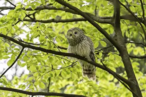 Ural owl (Strix uralensis), owl