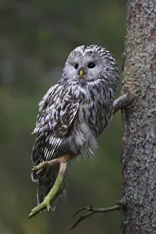 Ural owl (Strix uralensis) perched in spruce tree