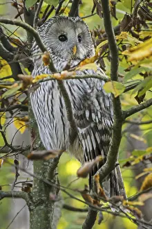 Ural owl (Strix uralensis) perched in tree in forest