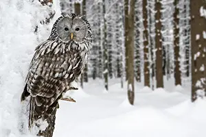 Ural owl (Strix uralensis) perches in tree in forest in snow in winter