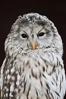 Ural owl (Strix uralensis), portrait
