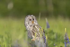 One Ural owl (Strix uralensis) sitting on a branch lying in a field of flowering lupines in late evening light